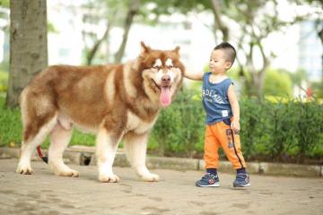 Phối giống chó Alaska, BullDog, Poodle, Corgi thuần chủng